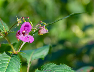 Sticker - violet flower closeup