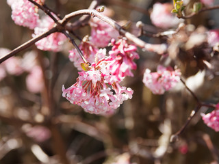 Canvas Print - (Viburnum x bodnantense 'Dawn') Bodnant-Schneeball 'Dawn'. Wunderschöne und faszinierend duftende Zierstrauch im Garten, Eine Farbshow von weiß-zartrosa Blüten in endständigen Blütenrispen