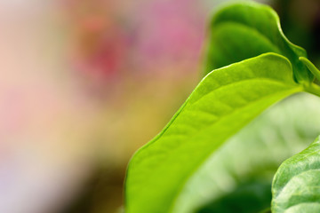 Abstract green leaf texture.