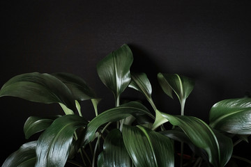 Close up on a leafy green eucharis plant