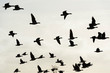 Flock of geese flying in formation in winter in a natural park