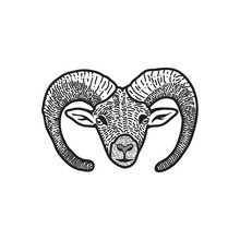 Illustration Head Of Bighorn Sheep Ram Logo Vector Design