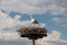 A Stork Is Late In The Winter High In The Nest, Waiting For Its Partner To Start Hatching Eggs Again In The Spring, Photo Taken In Fortmond On The IJssel Rain River