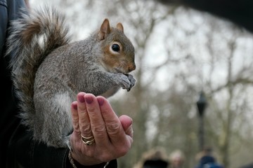 Wall Mural - Squirrel’s story in St. James's Park, London, UK