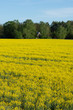 blooming yellow canola field in the countryside