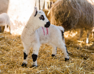 Wall Mural - Young lamb in a barn