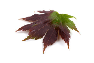 autumn maple leaf