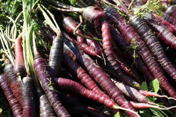 Poster - Violet carrots harvest