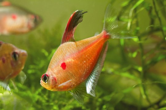 dominant male of bleeding heart tetra, exotic ornamental blackwater fish from Rio Negro, in breeding colors is ready to attack a rival in a biotope aquarium design