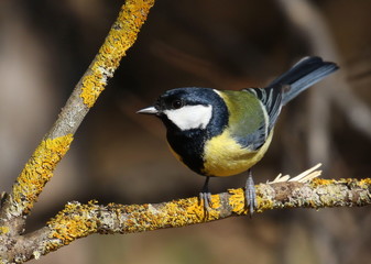 Great tit on branch background, Parus major