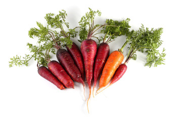 Wall Mural - Orange and violet carrots and leaves