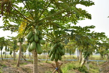 Papaya Fruit On Papaya Tree In Farm.