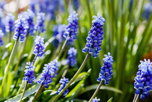 Muscari Flowers, Muscari Armeniacum, Grape Hyacinths Spring Flowers Blooming In April And May. Muscari Armeniacum Plant With Blue Flowers.