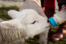 Small Baby Lamb Is Being Fed From Milk In A Bottle