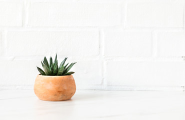 Cactus in a pot on white background.Minimalism concept.