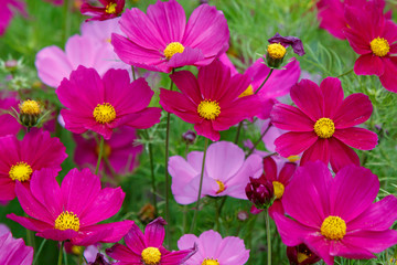 beautiful cosmos flowers in nature, light pink and deep pink cosmos. summer floral background.