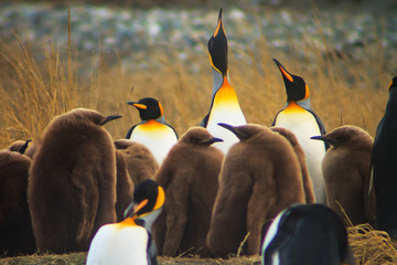 king penguin