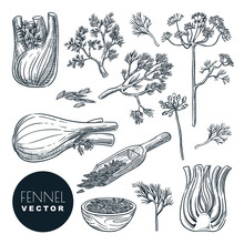 Fennel Plant Root, Leaves And Seeds. Vector Hand Drawn Sketch Illustration. Natural Spice Herb, Cooking Ingredients