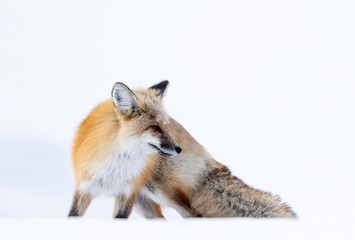 Wall Mural - red fox (vulpes vulpes), yellowstone national park, usa