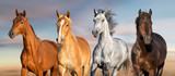 Fototapeta Panele - Horse herd run free on desert dust against storm sky