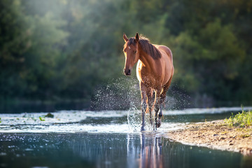 Wall Mural - chestnut horse in river with splash of water