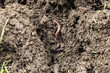 useful worms for the soil, worms in the soil, worms in the soil in spring,