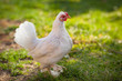 Beautiful chicken in natural setting, Rodhe Island white hen, free range