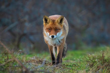 Wild Red Fox Vulpes Vulpes