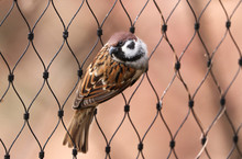 Sparrow On The Fence