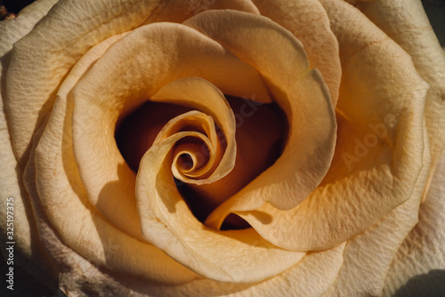 Obrazy róże  roza-makro