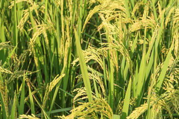 Wall Mural - green and growing rice fields 