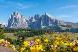 Fototapeta Góry - Langkofel mit Blumen im Vordergrund