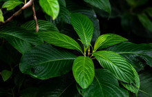 Nice Tropical Green Leaves Plant Nature Photography