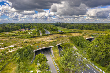 ecoduct wildlife crossing