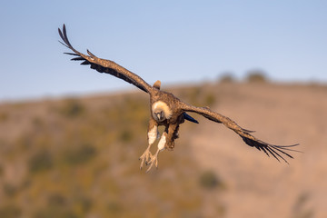 Canvas Print - Griffon vulture flying and landing