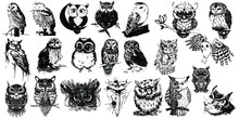 Wild Owls. Graphic Hand Drawn Illustrations	