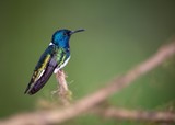 Fototapeta Sawanna - Hummingbird on a banch