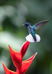 Hummingbird on a flower