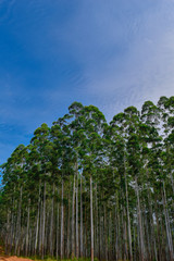  Eucalyptus Forest Plantation