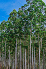 Wall Mural - Eucalyptus Forest Plantation