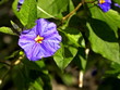 © kati17 - Delicate gentian blue flowers of Lycianthes rantonnetii (Blue Potato Bush) of solanum family of plants flowering in summer are a charming addition to a garden landscape despite their toxicity.