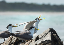 Terns On The Beach, Byron Bay Australia