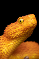 Wall Mural - Female Variable Bush Viper Snake (Atheris squamigera) - Orange variation