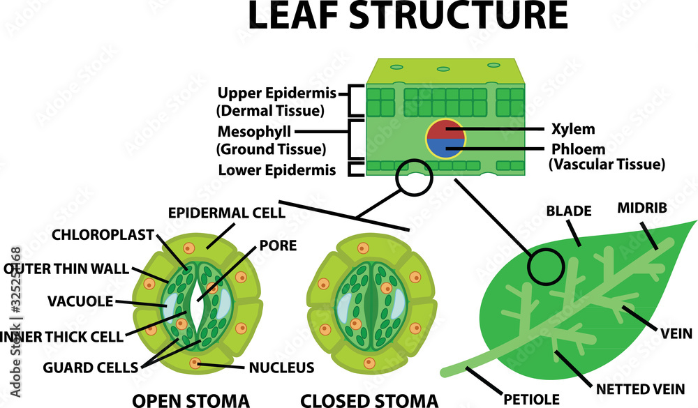 diagram of a leaf structure Stock Vector | Adobe Stock