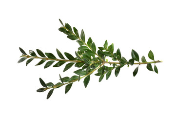 green branch isolated on white background