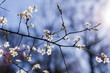 blooming white blossoms on a branch of a cherry tree