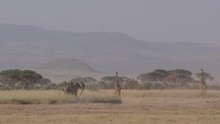 Young African Elephant Chasing Giraffes Kenya East Africa