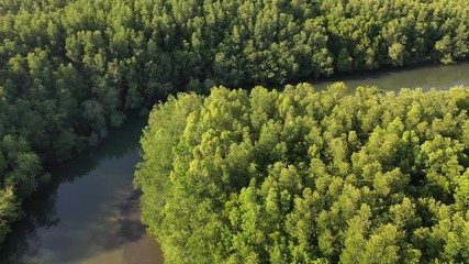 Wall Mural - Mangrove forest and river aerial footage
