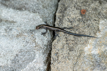 Delicate Skink on a wall