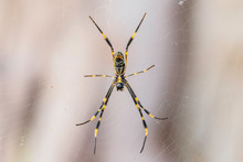 Underside View Of A Golden Orb Weaver Spider In Its Web